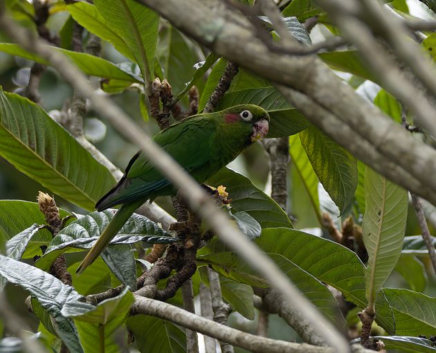 Sulphur-winged Parakeet