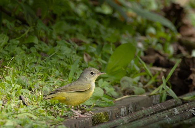 Tennessee Warbler