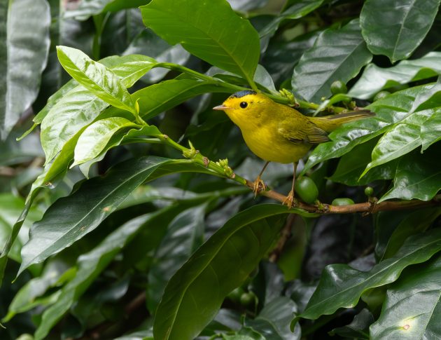 Wilson's Warbler