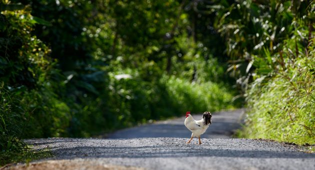 Why Deep Forest Birds Can’t Cross Roads