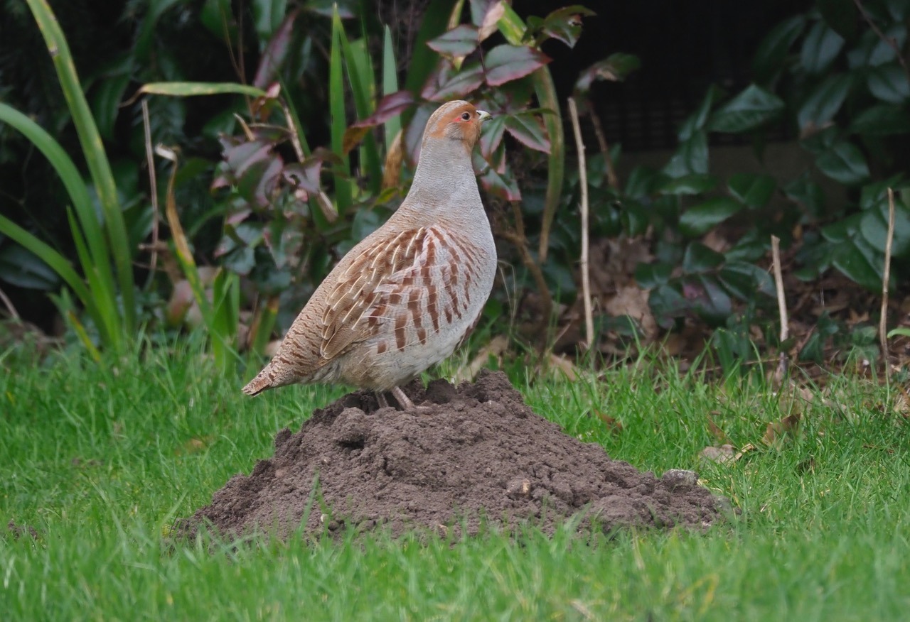 Pear Bird A Partridge in a Pear Tree - 10,000 Birds