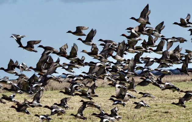 Flocking time: a winter treat