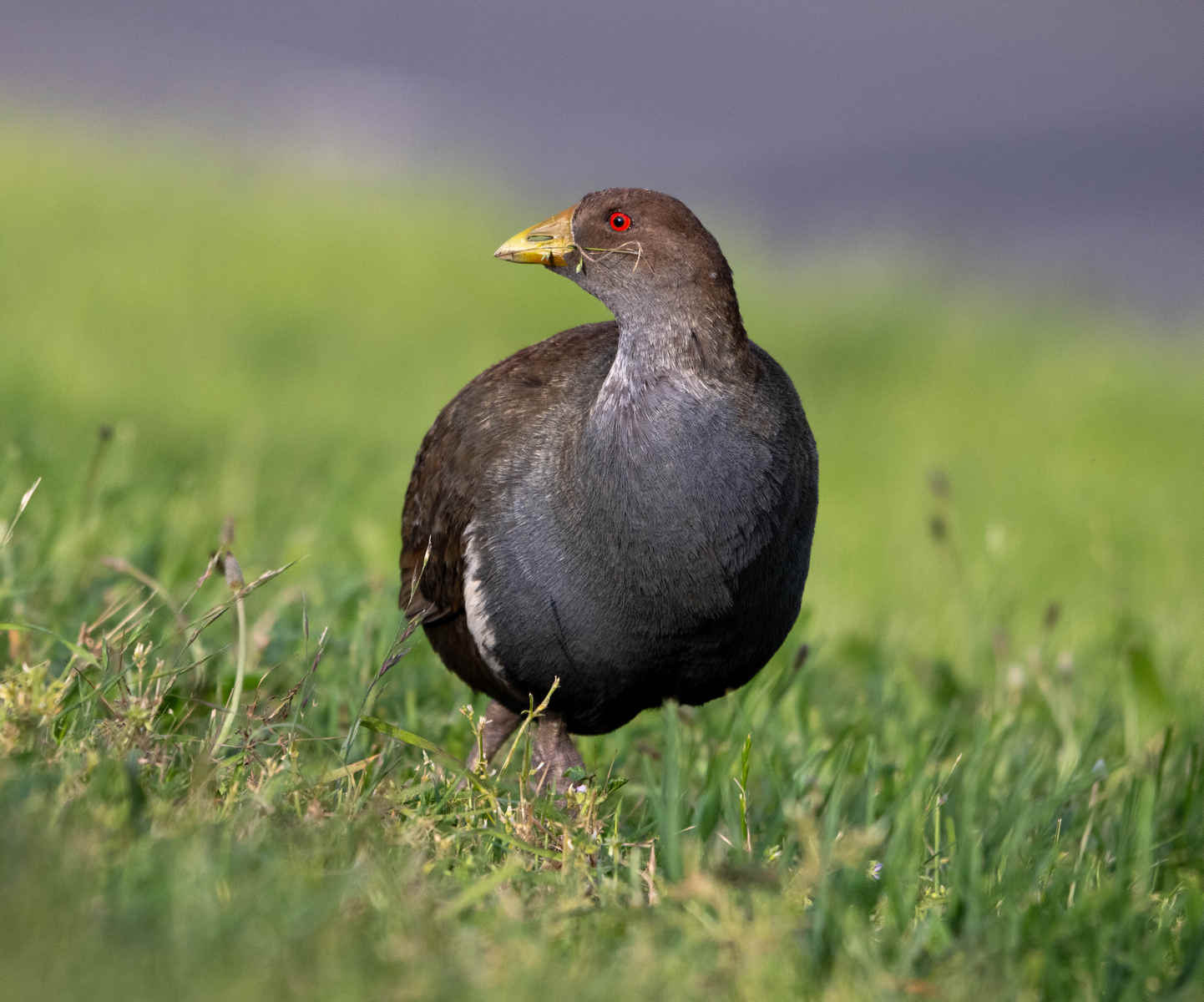 Three Photos: Tasmanian Endemics