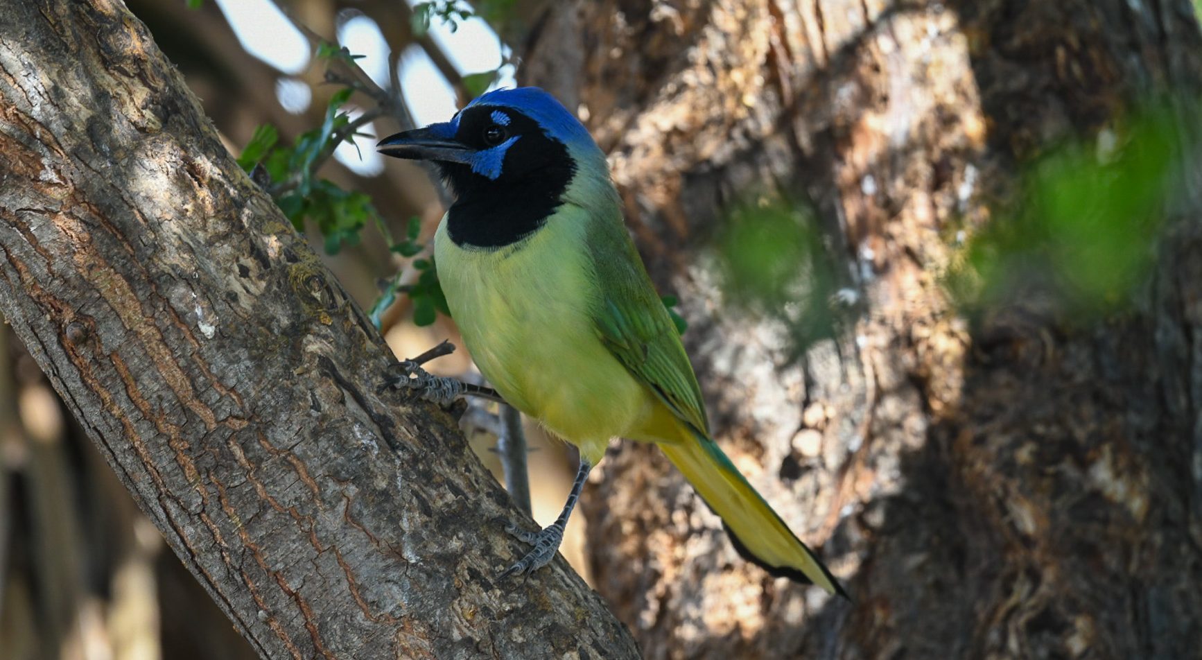 Hannah and Erik Go Birding: Rio Grande Valley Birding Festival 2025