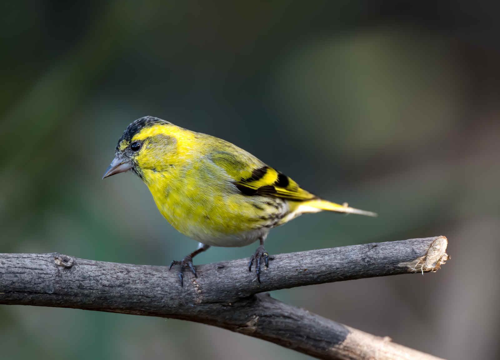 Birding Shanghai in December 2025