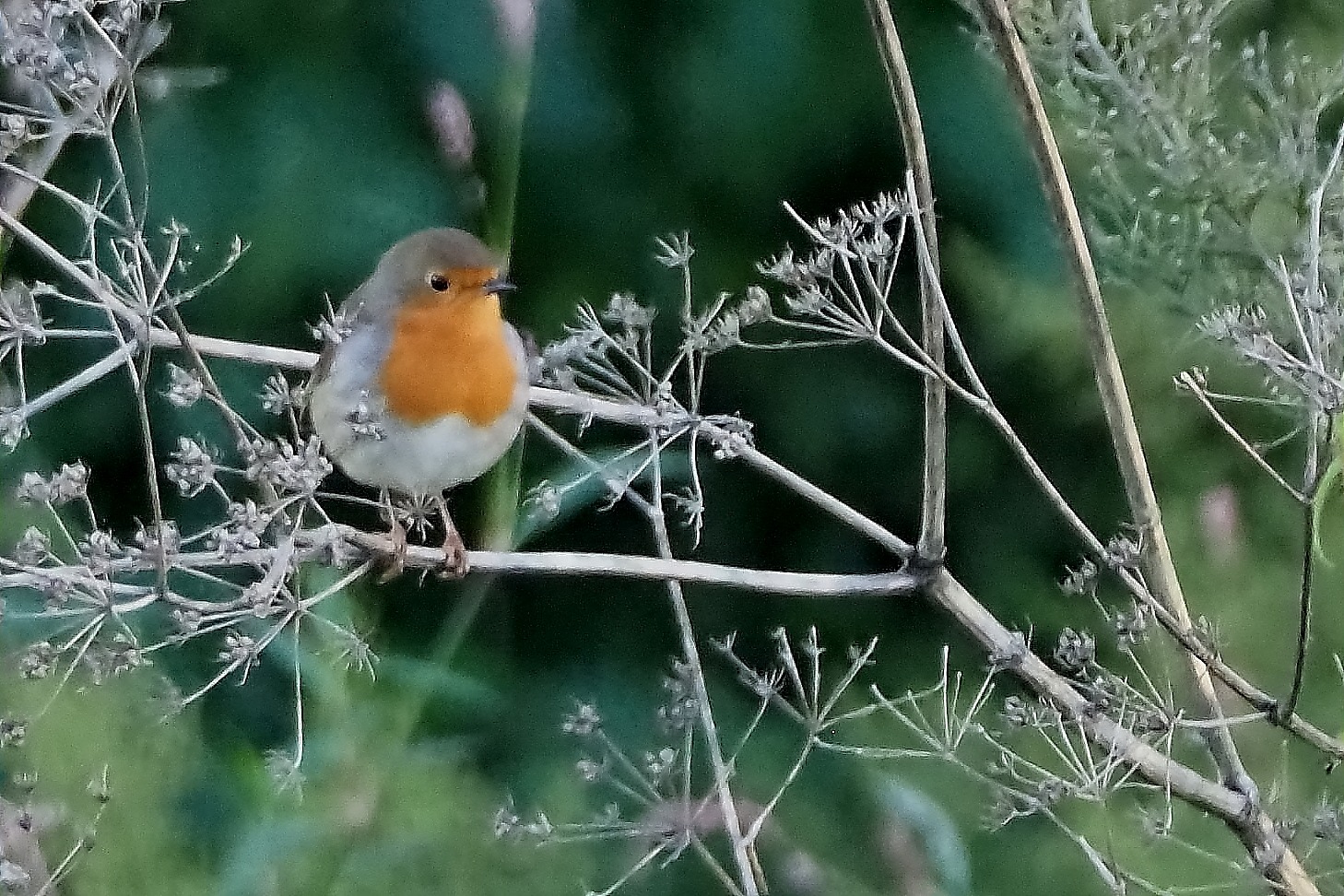 Birding Barcelona