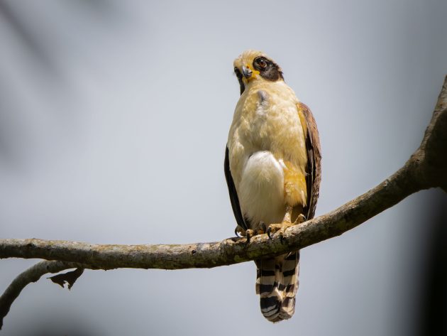 Laughing Falcon (female)