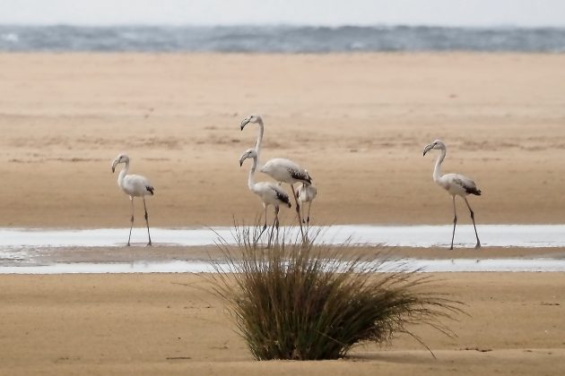 Birding Playa de los Lances in Southern Spain