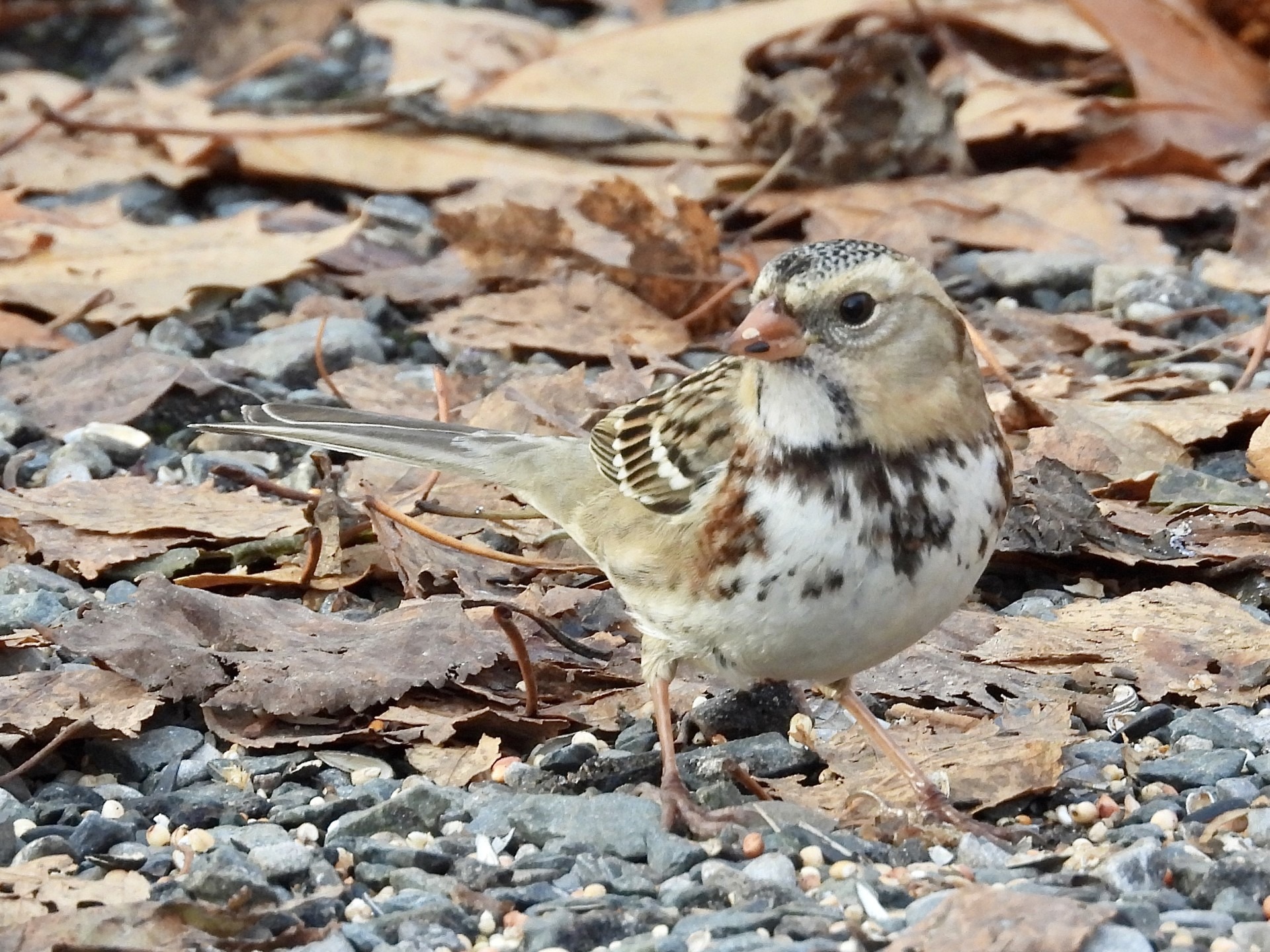 Chasing Rarities
