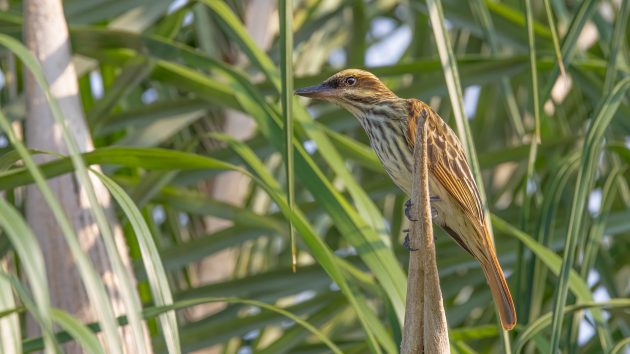 Streaked Flycatcher