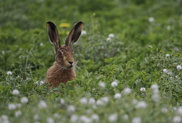It’s not just birds – the mammals of 2025