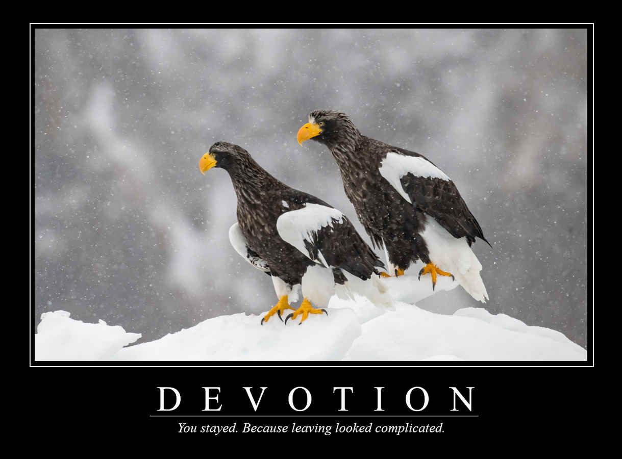 Demotivational Posters for Birds (XXII)