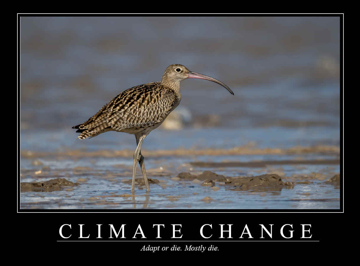 Demotivational Posters for Birds (XXI)