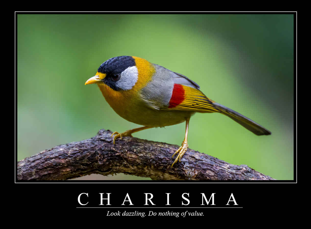 Demotivational Posters for Birds (XX)