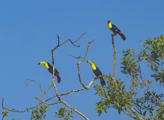 kee;-billed Toucans