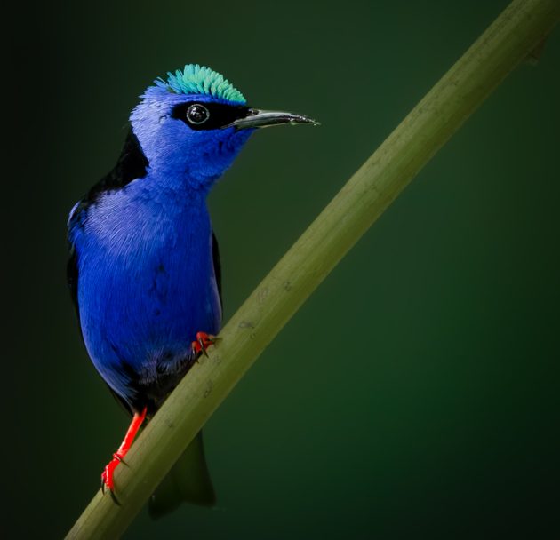 Red-legged Honeycreeper