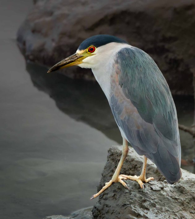 Black-crowned Night Heron