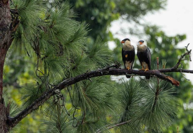 Crested Caracara