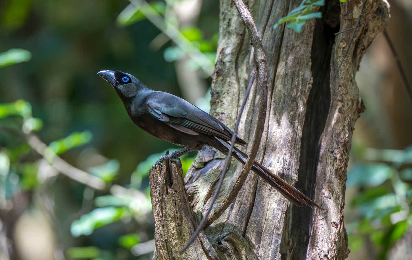 Three Photos: Treepies