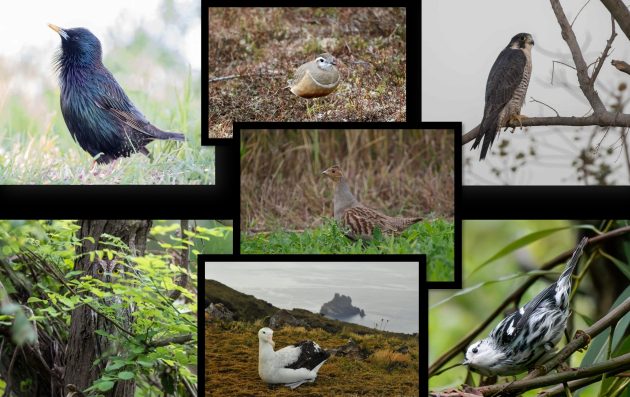 Our Favorite Birds (Collaborative Post)