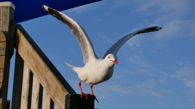 Birds of the Mornington Peninsula