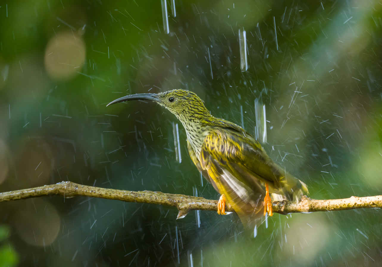 20 Birds Named After Other Animals