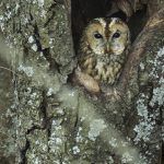 an owl peeking out of a tree holle