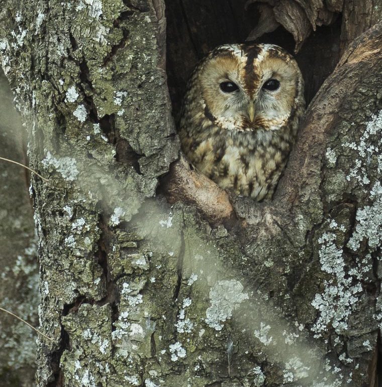 an owl peeking out of a tree holle