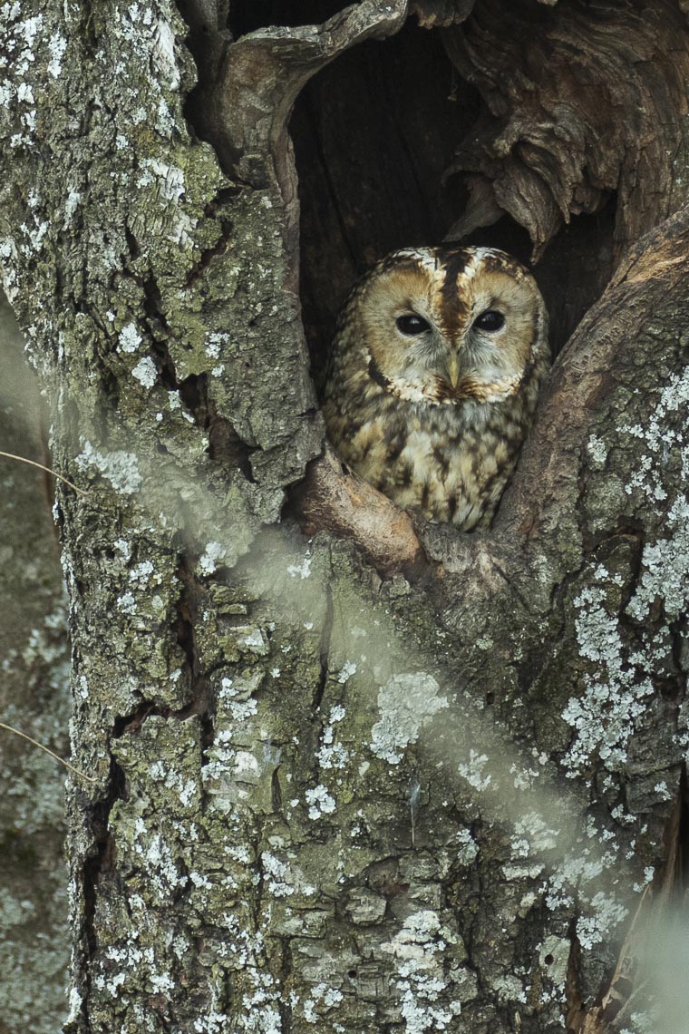 Review – In the Company of Owls by Polly Atkin