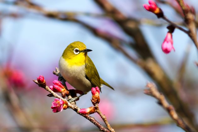 The Canary in the Coal Mine: Global Bird Populations as Environmental Barometers