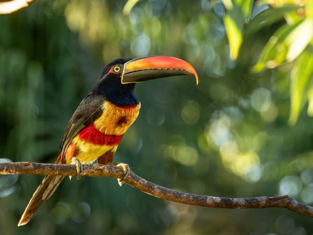 Fiery-billed Aracari