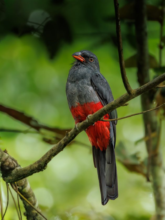 Salty-tailed Trogon