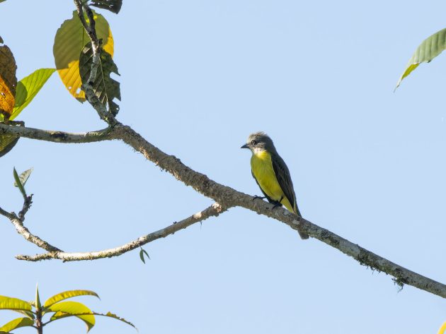 Grey-capped Flycatcher