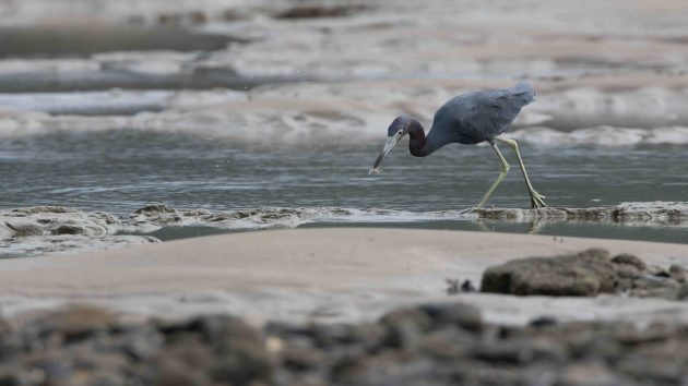 Little-blue Heron