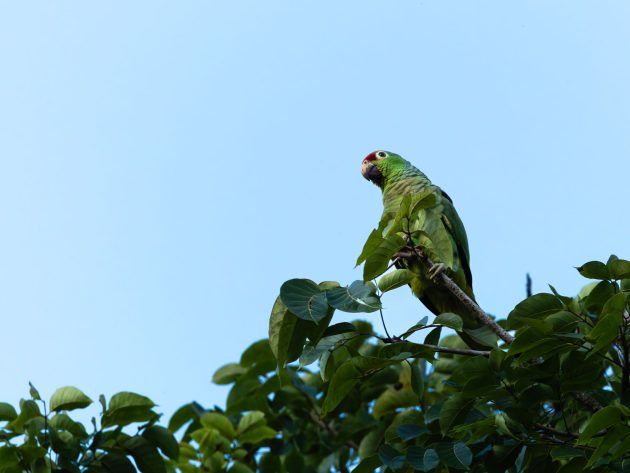 Red-lore Parrot