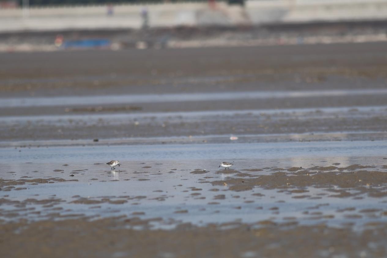 Spoon-billed Sandpiper in Quanzhou