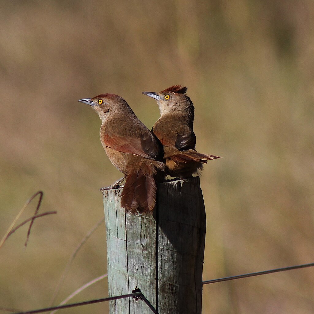 Inspiration from Musings