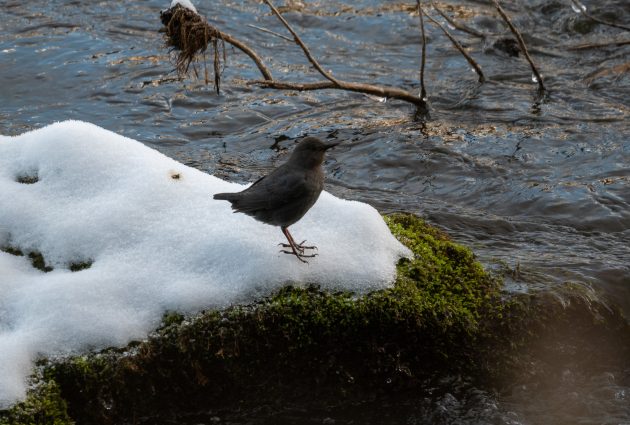 Christmas Bird Count – Sunriver, Oregon