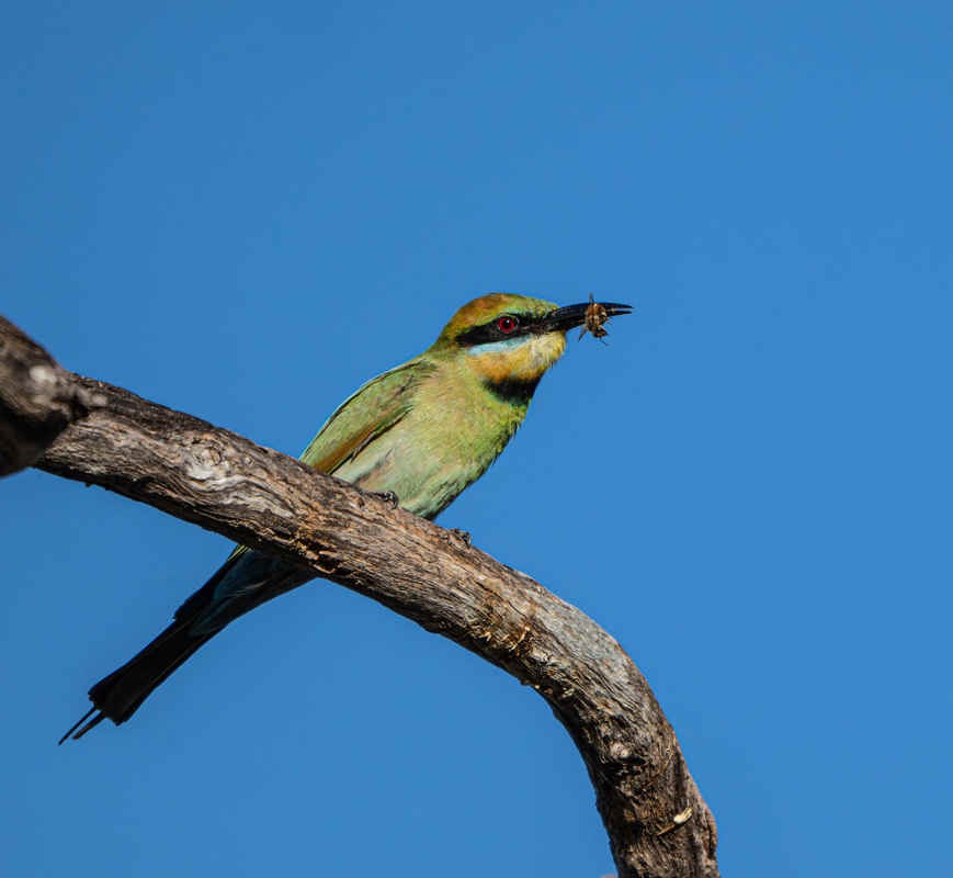 Three Photos: Rainbow Bee-eater