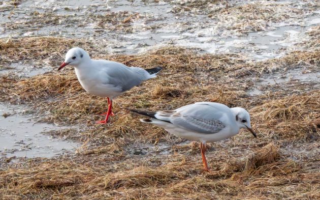 Duck Time – the Rare Black-Headed Gull