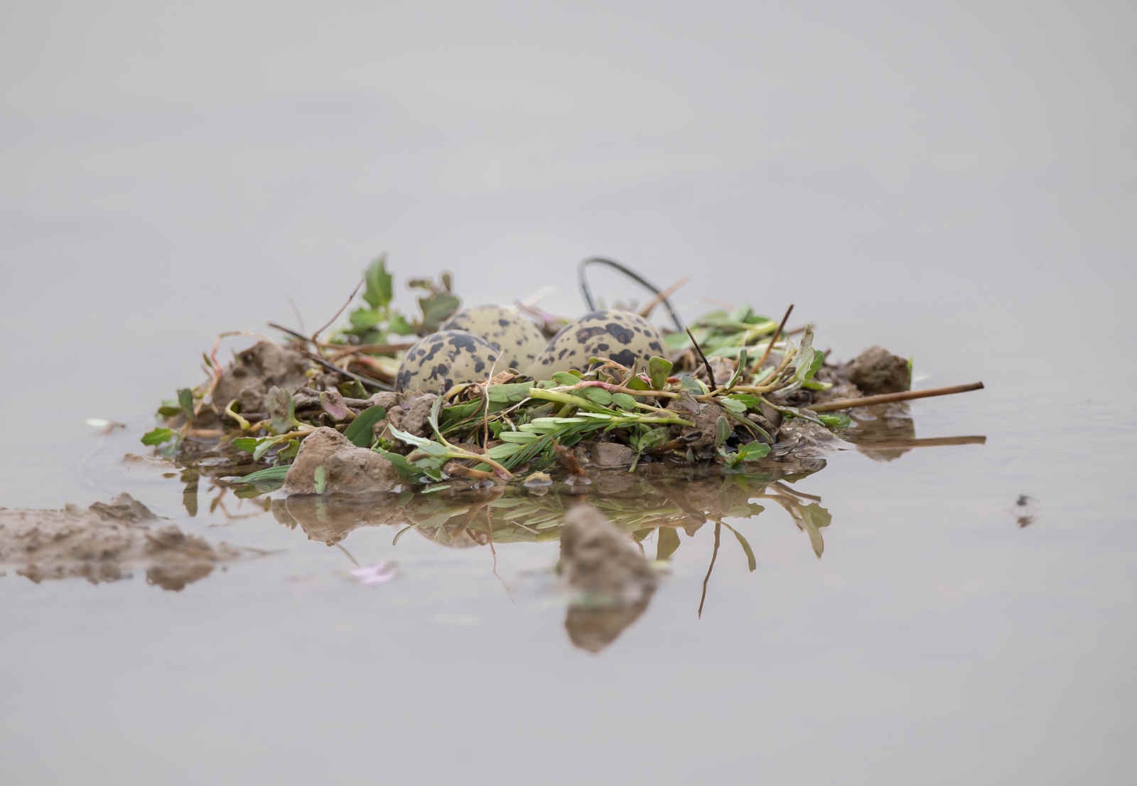 The Chemistry of Birds (33): Chemical Defences of Bird Eggs