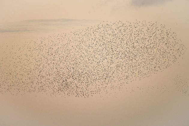 Mislead by Murmurations: Birding Otmoor RSPB, England