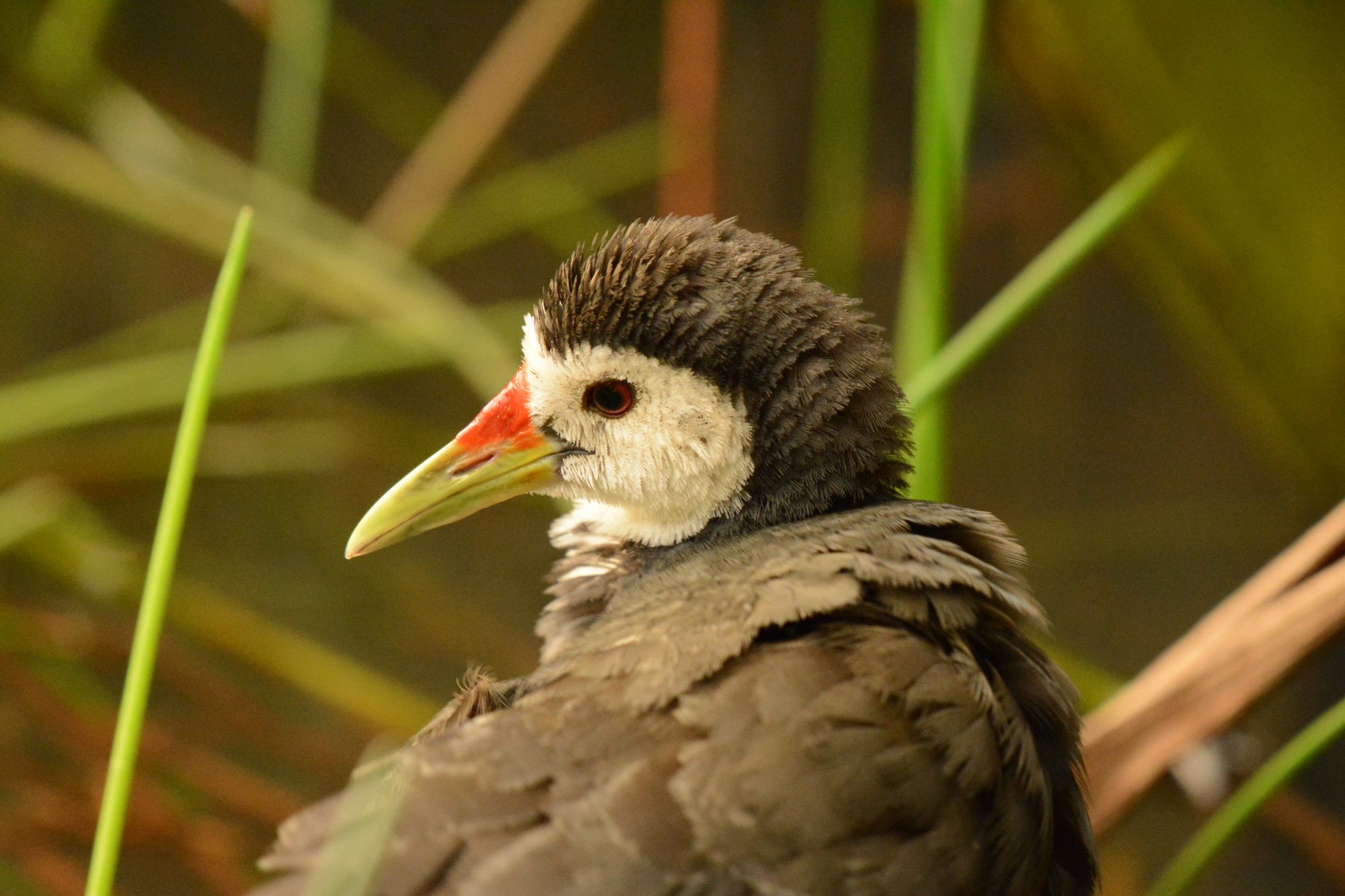 Urban Birding in Colombo – Beddagana Park