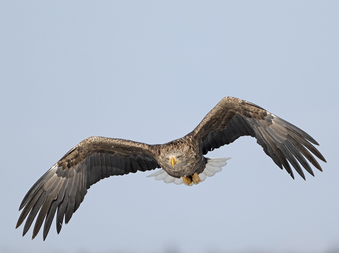 “Return” of the White-tailed Eagle to southern Iberia?