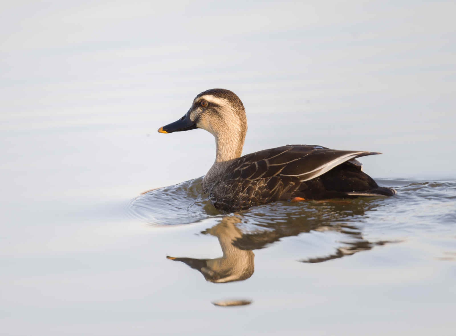 The Chemistry of Birds (34): Waterproofing of Feathers