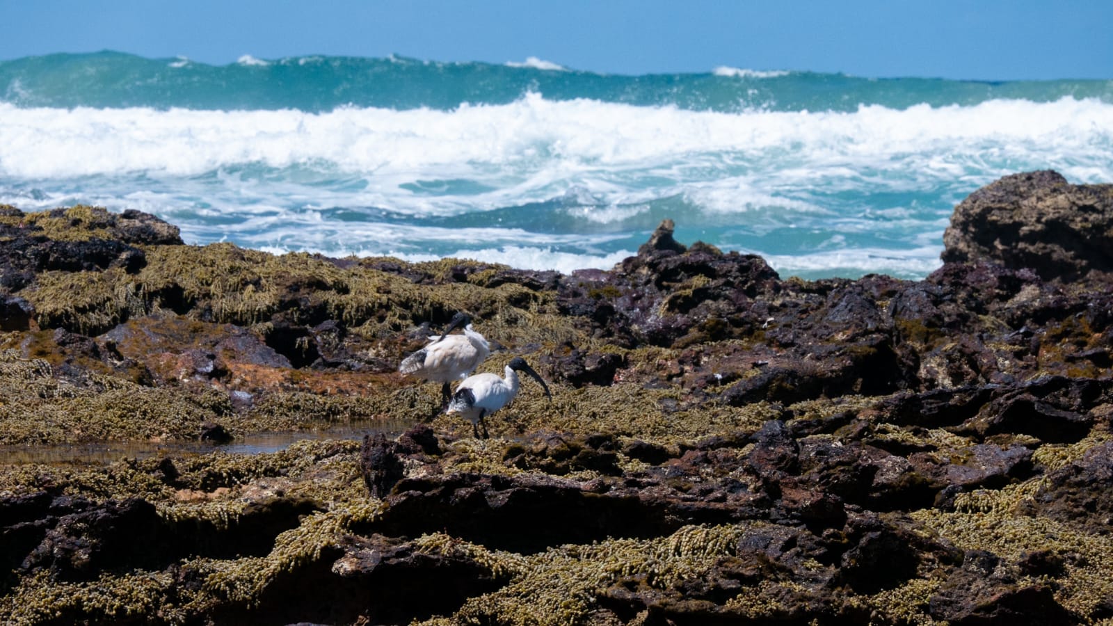Phillip Island: Where the Little Penguins Come Home