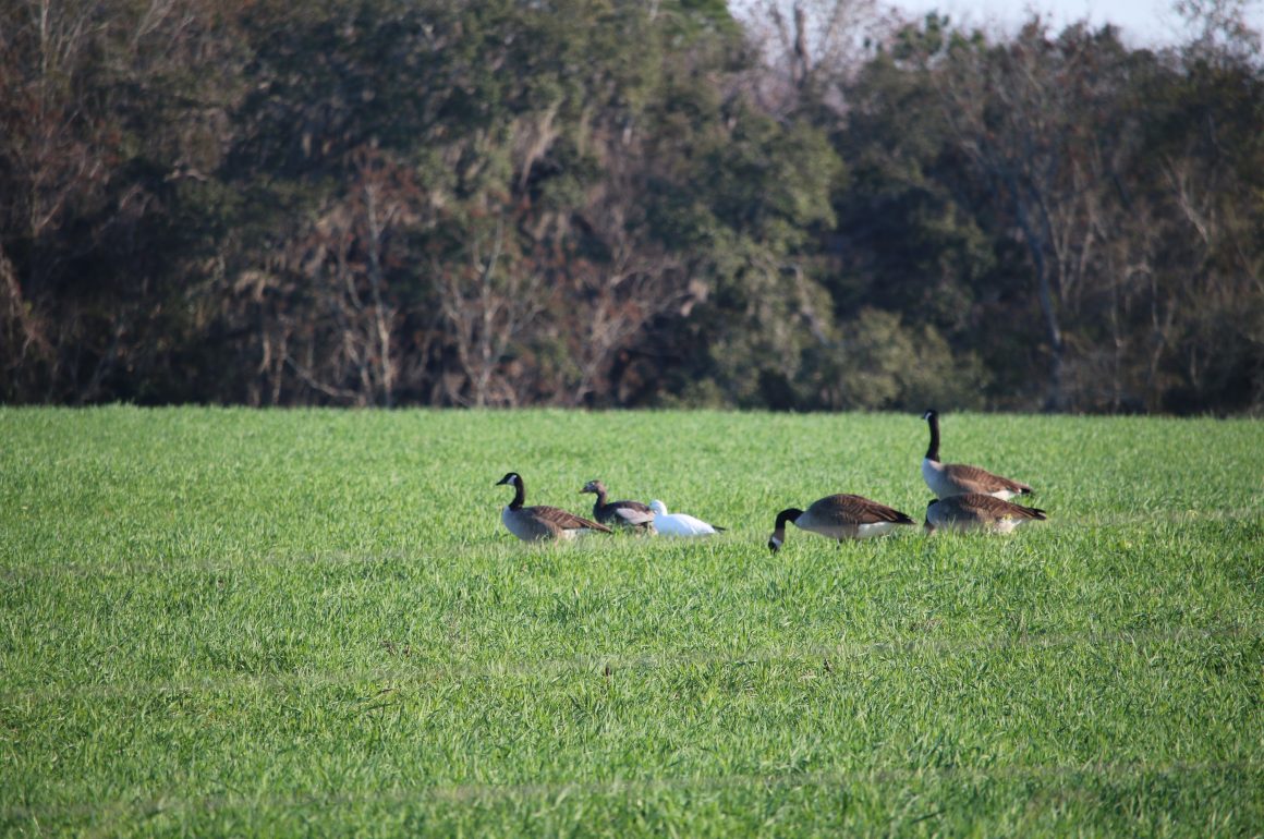 A Ross's an Snow Goose in the middle of Canada Geese.