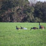 A Ross's an Snow Goose in the middle of Canada Geese.
