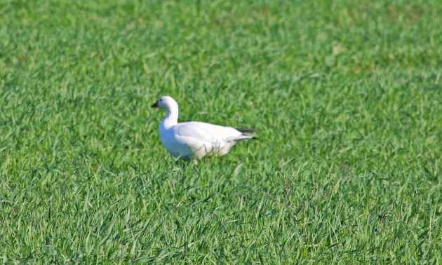 a white goose in the middle of grass