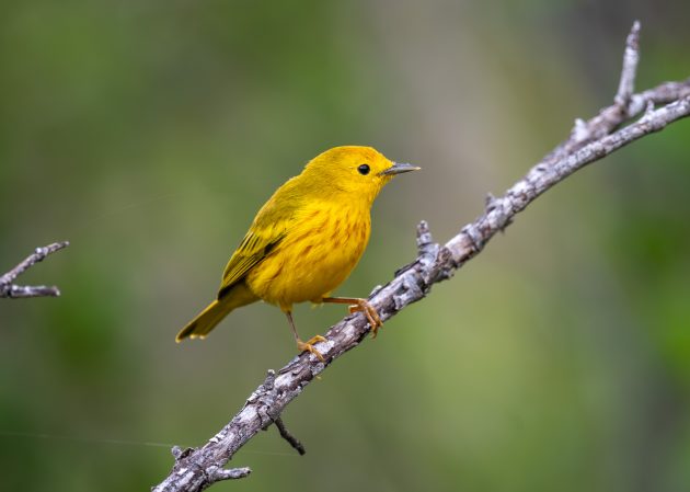 Hannah and Erik Go Birding: One Day in Grand Cayman